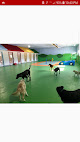 Pet boarding services Halliday's Pet Resort & Day Care in Canton Township in MI