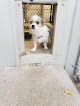 Pet boarding services Hallmark Boarding Kennels in Wichita in Kansas