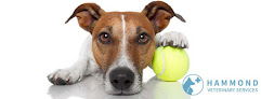 Pet boarding services Hammond Veterinary Services in Hammond in Louisiana