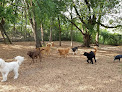Pet boarding services Happy Days Doggie Camp in Rockford in MN