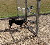 Pet boarding services Happy Dog Hotel in Carencro in Louisiana