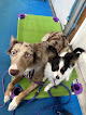 Pet boarding services Happy Dog Lodge in Cambridge in MN