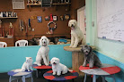 Pet boarding services Happy Dogs Boarding And Training in Laurel Springs in Camden