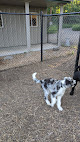 Pet boarding services Happy Dogs Daycare & Boarding in Ramsey in MN