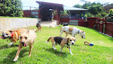 Pet boarding services Happy Dogs Maui in Wailuku in HI