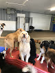 Pet boarding services Happy Dogs in Muncie in Indiana