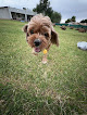 Pet boarding services Happy Farmhouse Pet Boarding in Laveen Village in Arizona