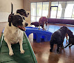 Pet boarding services Happy Hound Dog Resorts in Jacksonville in Florida
