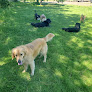 Pet boarding services Happy Hound Hotel in Aumsville in Oregon