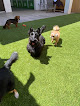 Pet boarding services Happy Hounds Dog Daycare & Boarding in Oklahoma City in OK