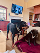 Pet boarding services Happy Hounds Lodge in Round Hill in Loudoun