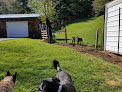 Pet boarding services Happy Paws Dog Den, Dog Boarding in Vilas in North Carolina