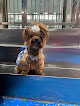 Pet boarding services Happy Paws Pet Resort in New York in Manhattan