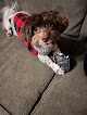 Pet boarding services Happy Paws in Pittsburg in Kansas