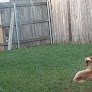 Pet boarding services Happy Pets Hotel in Youngsville in Louisiana