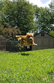 Pet boarding services Happy Spot Pet Resort in Georgetown in Kentucky