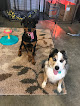 Pet boarding services Happy Tails Dog Care in Soldotna in Alaska