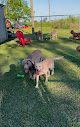 Pet boarding services Happy Tails Doggie Day Care Llc in Gibson in Louisiana