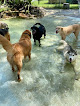 Pet boarding services Happy Tails Pet Lodge in Land O' Lakes in Florida