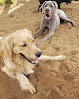 Pet boarding services Happy Tails Pet Resort in Crownsville in Maryland