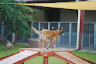 Pet boarding services Happy Tails Pet Resort in Cedar Park in Texas
