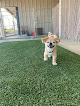 Pet boarding services Happy Tails Pet Resort in Tulare in California