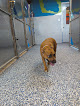 Pet boarding services Happy Tails Playcare in Jonesboro in Arkansas