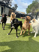 Pet boarding services Harmony Pet Resort in Eatonton in Putnam