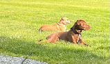 Pet boarding services Headlee's Kennel in Fortville in Indiana