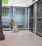 Pet boarding services Healthy Hound Playground & Grooming in Sterling in Virginia