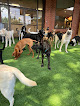 Pet boarding services Healthy Hound Playground & Grooming in Rockville in Maryland