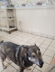 Pet boarding services Heart Of Florida Animal Hospital & Pet Resort in Haines City in Polk