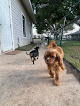 Pet boarding services Heart Of Texas Dog Ranch in Castroville in Medina