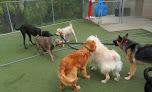 Pet boarding services Heartland Play & Stay in Wichita in Kansas