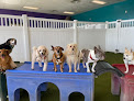 Pet boarding services Heartstrings Pet Resort And Daycare in Chandler in Arizona