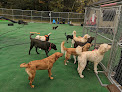 Pet boarding services Hello Doggie Daycare, Llc in Casco in Maine