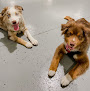 Pet boarding services Hi-bk Doggy Daycare in Brooklyn in Brooklyn