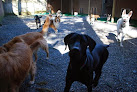 Pet boarding services Hidden Acres Kennel in Rehoboth in MA