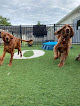 Pet boarding services Hidden Gem Kennels in Pittstown in NJ