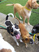Pet boarding services Highland Road Animal Hospital in Baton Rouge in Louisiana