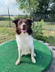 Pet boarding services Hill Country Pet Ranch in Boerne in Kendall