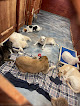 Pet boarding services Hillcrest Dog Spot in Little Rock in Arkansas