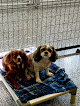 Pet boarding services Hillside Boarding And Kennel in Mitchell in IN