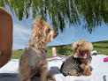 Pet boarding services Hillside Canine in Payson in Payson, AZ