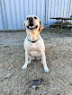 Pet boarding services Hillside Veterinary Clinic in Hays in Kansas
