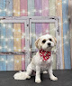 Pet boarding services Holiday House Pet Resort & Training Center in Doylestown in Pennsylvania