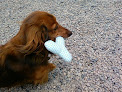 Pet boarding services Holiday Kennels in San Carlos in California