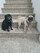 Pet boarding services Home Away From Home in Fargo in North Dakota