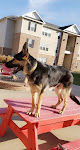 Pet boarding services Home Sweet Home Dog Resort in Lawrence in KS