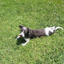 Pet boarding services Home Sweet Home Dog Resort in Lawrence in KS